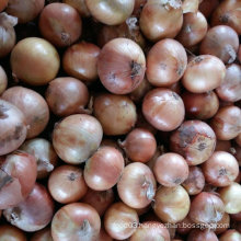 Professional Supplier of Chinese Fresh Yellow Onion